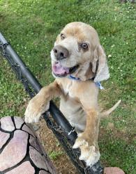 Lost Male Dog last seen Near Sara Lee fields and Bethania Station Rd, Winston-Salem, NC 27106