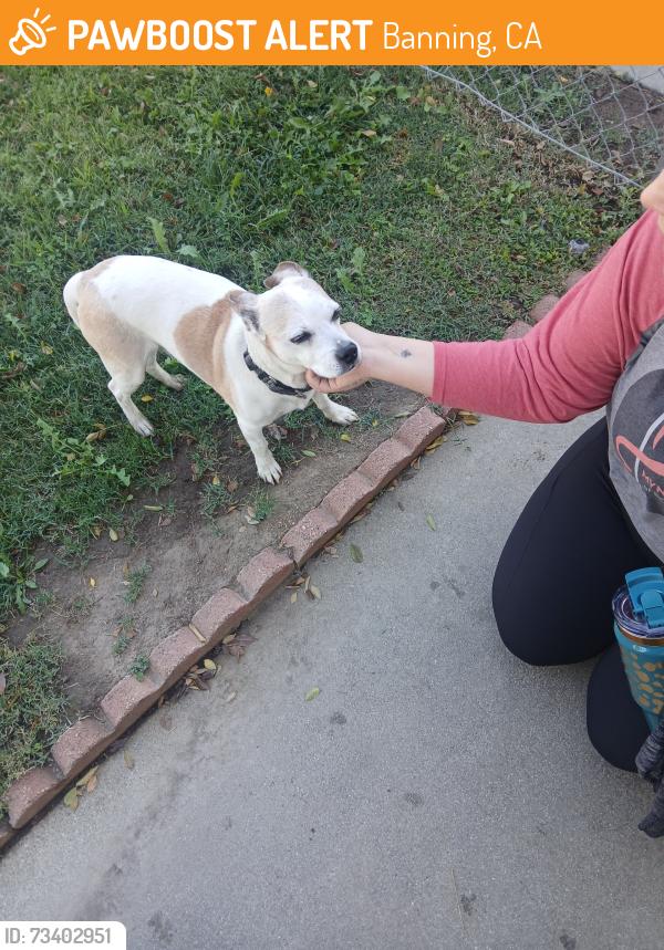 Found/Stray Male Dog last seen Geneva, Banning, CA 92220