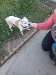Found/Stray Male Dog last seen Geneva, Banning, CA 92220
