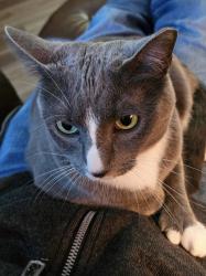 Lost Female Cat last seen Duncan and Hathaway Roads, Fort Wayne, IN 46845