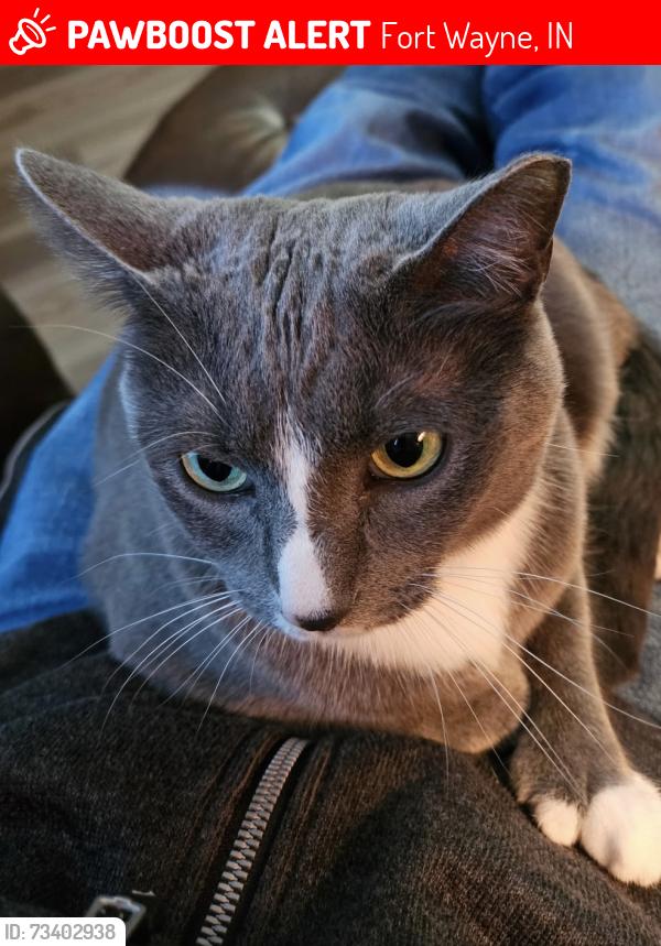 Lost Female Cat last seen Duncan and Hathaway Roads, Fort Wayne, IN 46845