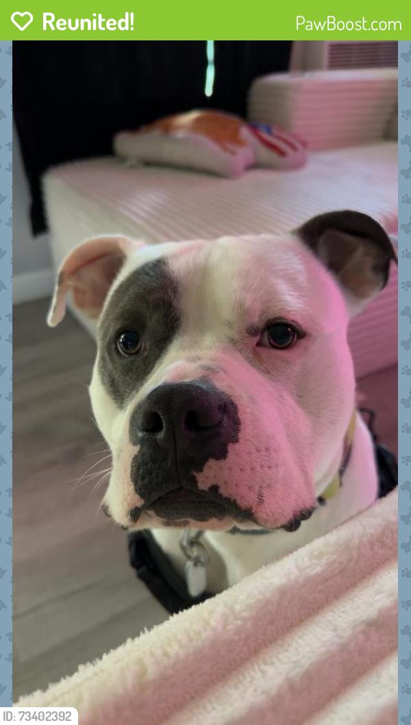 Reunited Male Dog last seen Main st, Havelock, NC 28532