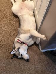Reunited Female Dog last seen Sierra grande street and Everest street, Adelanto, CA 92301