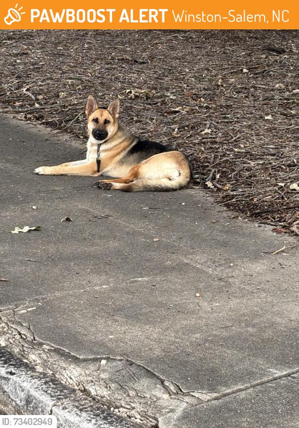 Found/Stray Female Dog last seen Near S. Martin Luther King, Jr. Drive at Union Station, Winston-Salem, NC 27101