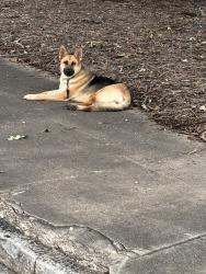 Found/Stray Female Dog last seen Near S. Martin Luther King, Jr. Drive at Union Station, Winston-Salem, NC 27101