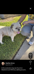 Found/Stray Unknown Dog last seen Gladstone and Whitney, Pomona, CA 91767