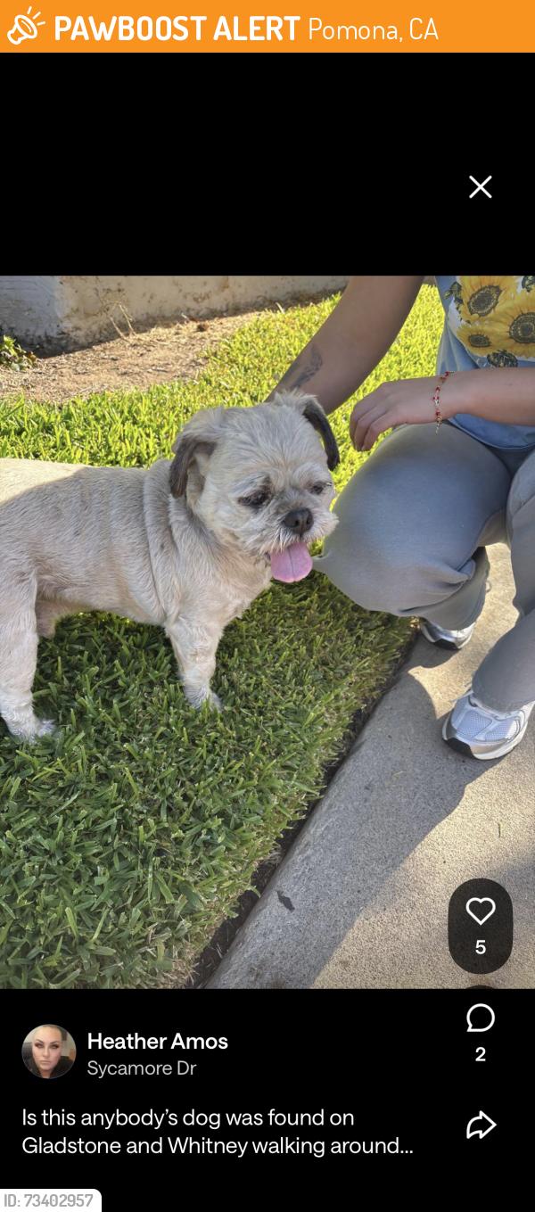 Found/Stray Unknown Dog last seen Gladstone and Whitney, Pomona, CA 91767