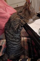 Lost Female Cat last seen The links apart, Fayetteville, NC 28305