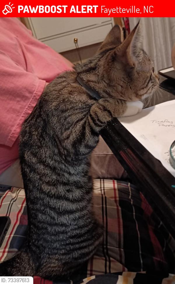 Lost Female Cat last seen The links apart, Fayetteville, NC 28305