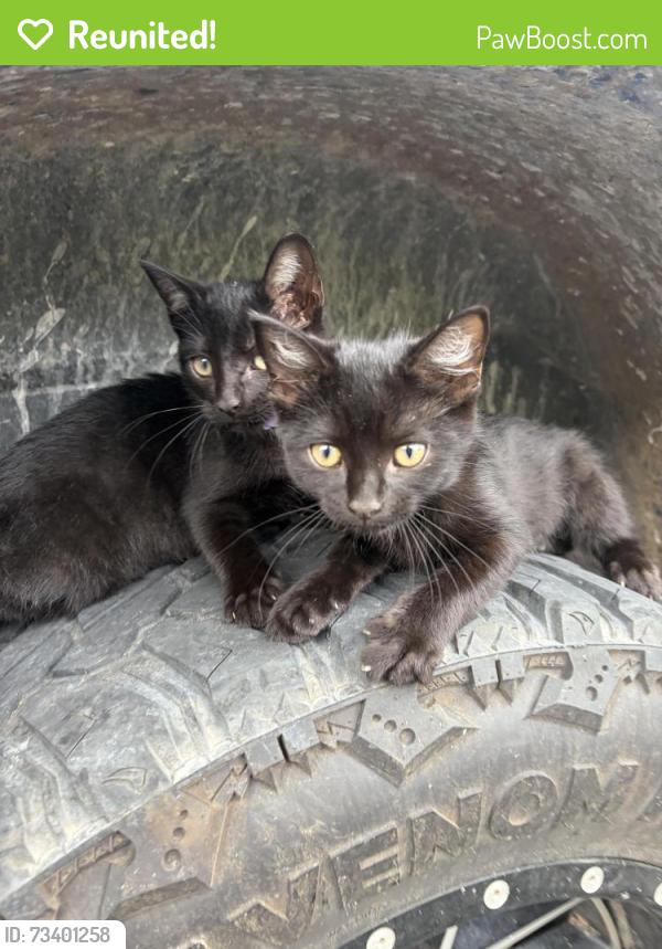 Reunited Female Cat last seen Church, Maryville, TN 37801