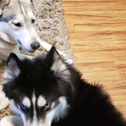 Reunited Male Dog last seen 65th Avenue R, Palmdale, CA 93552