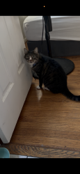 Lost Male Cat last seen Oakbury and Escalona, La Mirada, CA 90638