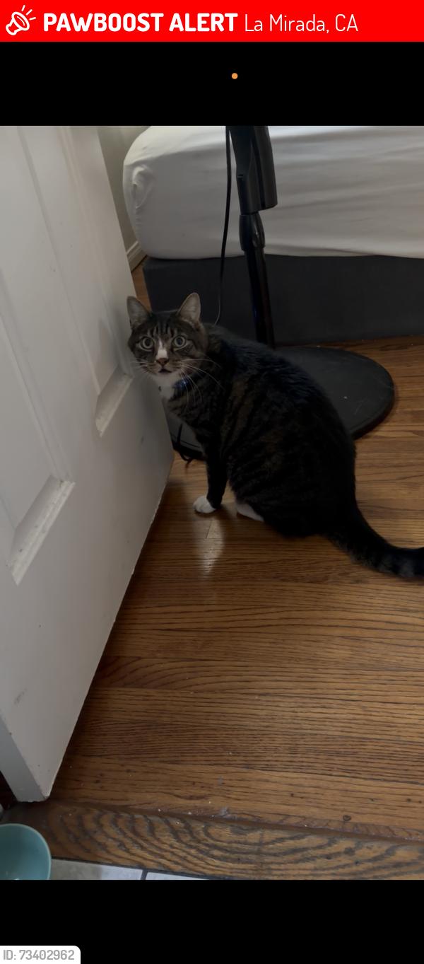Lost Male Cat last seen Oakbury and Escalona, La Mirada, CA 90638