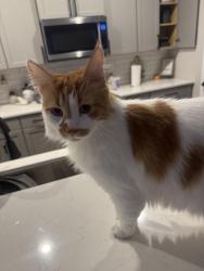 Found/Stray Unknown Cat last seen Kroger, Knoxville, TN 37919