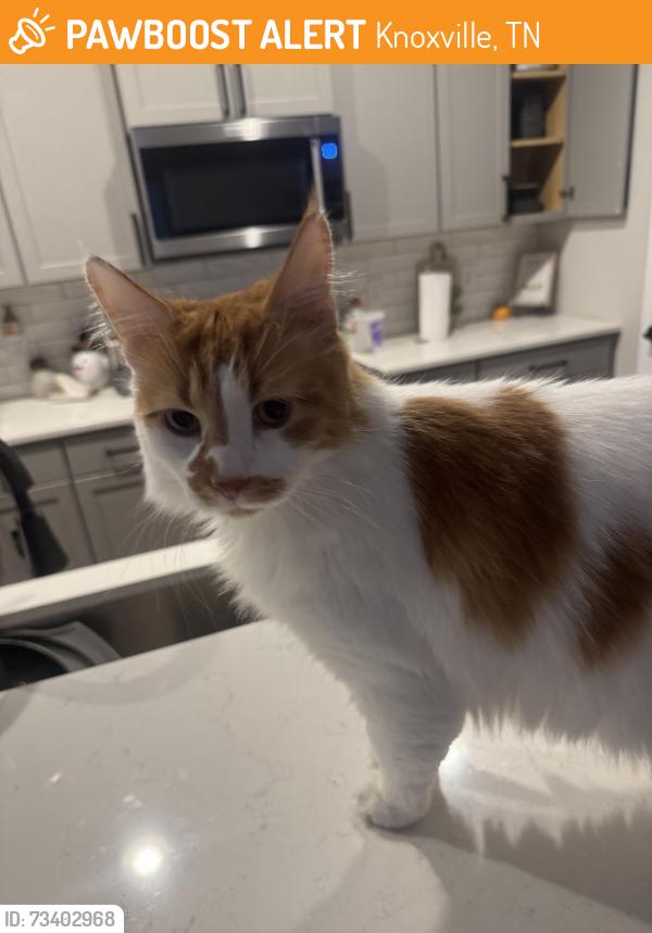 Found/Stray Unknown Cat last seen Kroger, Knoxville, TN 37919