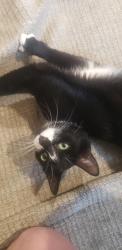 Found/Stray Unknown Cat last seen Dartmouth and woods street, Scranton, PA 18504