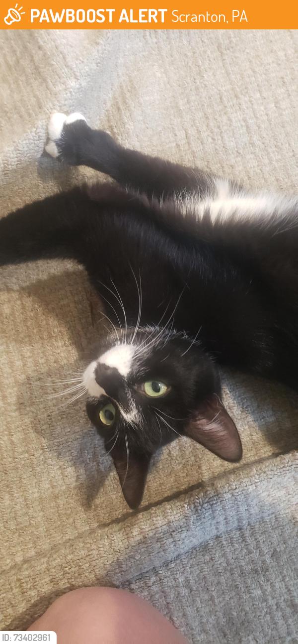 Found/Stray Unknown Cat last seen Dartmouth and woods street, Scranton, PA 18504