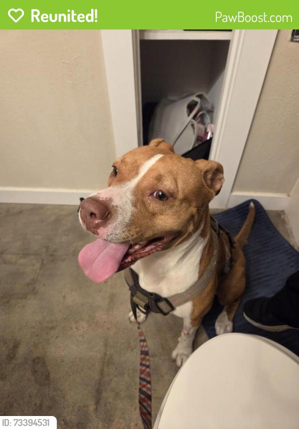Reunited Female Dog last seen Everhart and williams , sams club, Corpus Christi, TX 78401