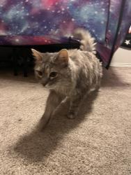 Found/Stray Unknown Cat last seen Chatfield & Wadsworth, Columbine, CO 80128