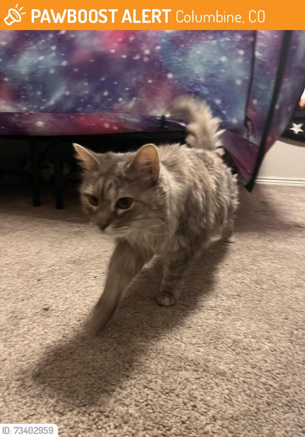 Found/Stray Unknown Cat last seen Chatfield & Wadsworth, Columbine, CO 80128