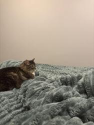 Reunited Female Cat last seen Valencia Reserve, Boynton Beach, FL 33473
