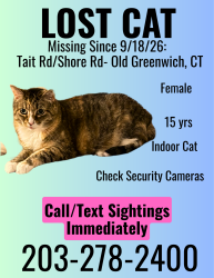 Lost Female Cat last seen Shore Rd, Greenwich, CT 06870