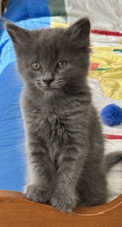 Shelter Stray Female Cat last seen ELON, 221 Stone Quarry Rd, Burlington, NC 27217, USA