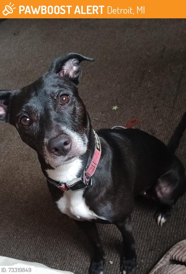 Found/Stray Female Dog last seen Lanrak and Merlin, Detroit, MI 48224