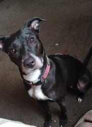 Found/Stray Female Dog last seen Lanrak and Merlin, Detroit, MI 48224