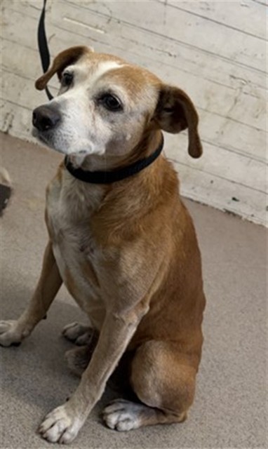Shelter Stray Male Dog last seen HIGHLAND AND ARROWHEAD, 333 Chandler Pl, San Bernardino, CA 92408, USA