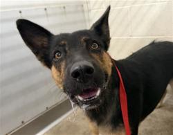 Shelter Stray Female Dog last seen OAK & EUREKA, 333 Chandler Pl, San Bernardino, CA 92408, USA