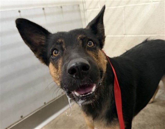 Shelter Stray Female Dog last seen OAK & EUREKA, 333 Chandler Pl, San Bernardino, CA 92408, USA