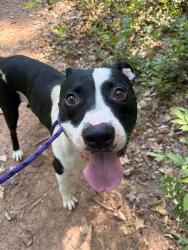 Shelter Stray Male Dog last seen MATTHEWS, 8315 Byrum Dr, Charlotte, NC 28217, USA