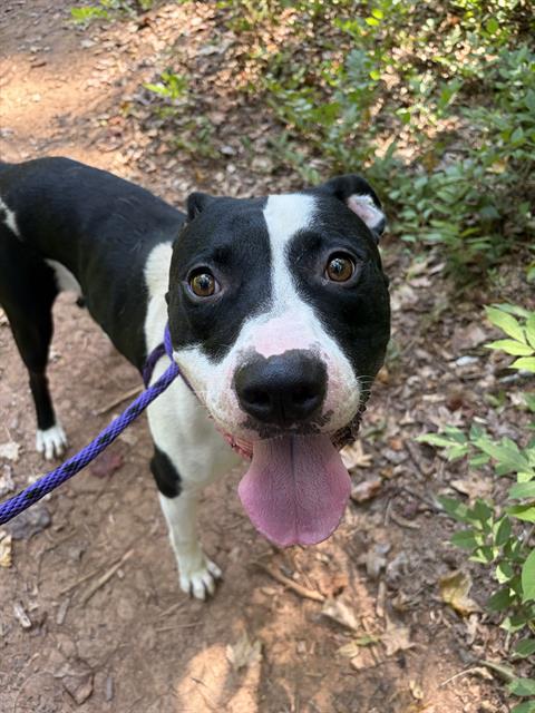 Shelter Stray Male Dog last seen MATTHEWS, 8315 Byrum Dr, Charlotte, NC 28217, USA