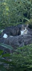 Lost Male Cat last seen Rosewood and Hawthorne, Walnut Creek, CA 94596