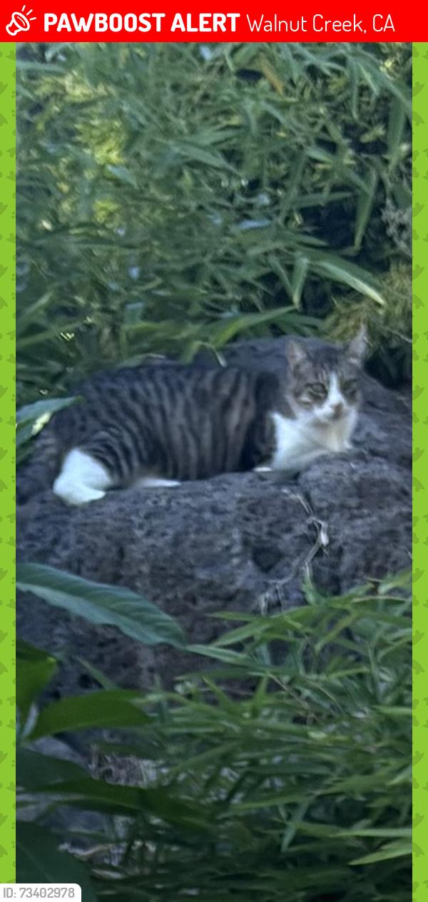 Lost Male Cat last seen Rosewood and Hawthorne, Walnut Creek, CA 94596