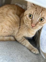 Shelter Stray Male Cat last seen GRANDSTAFF DR & CHERRYWOOD CIR, 2127 Front St, Sacramento, CA 95818, USA