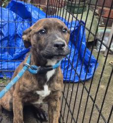 Shelter Stray Female Dog last seen Near BLOCK WEBB ST, DETROIT, MI 48206, 7401 Chrysler Dr, Detroit, MI 48211, USA