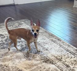 Found/Stray Male Dog last seen Stone Briar subdivion, Cleveland, TN 37312