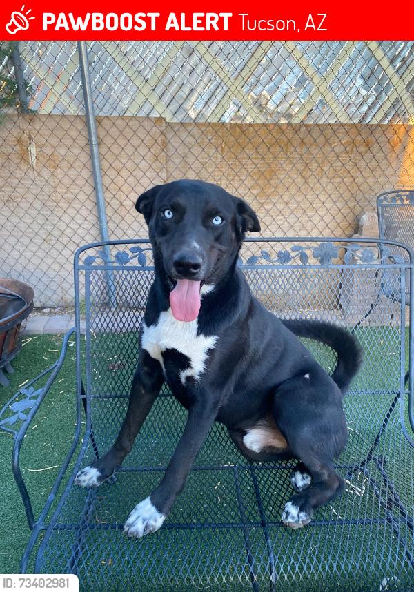 Lost Male Dog last seen Park & irvington, Tucson, AZ 85714