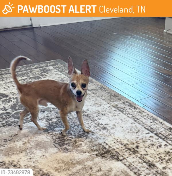 Found/Stray Male Dog last seen Stone Briar subdivion, Cleveland, TN 37312