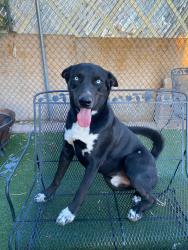 Lost Male Dog last seen Park & irvington, Tucson, AZ 85714
