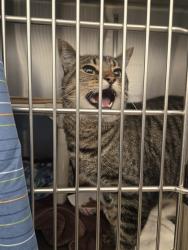 Shelter Stray Male Cat last seen PARKWAY DR/MICHELSON DR, 92612, 6443 Oak Canyon, Irvine, CA 92618, USA