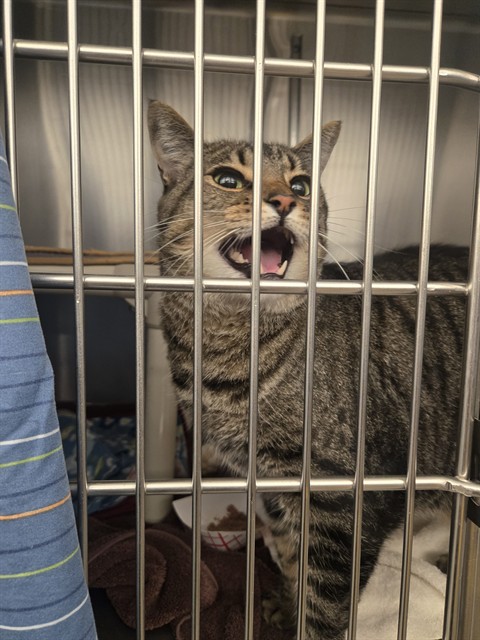 Shelter Stray Male Cat last seen PARKWAY DR/MICHELSON DR, 92612, 6443 Oak Canyon, Irvine, CA 92618, USA