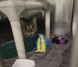 Shelter Stray Male Cat last seen PARKWAY DR/MICHELSON DR, 92612, 6443 Oak Canyon, Irvine, CA 92618, USA