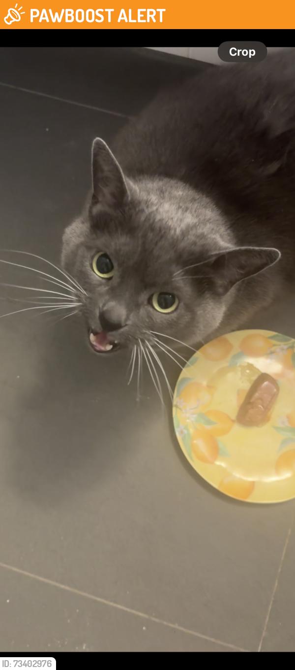 Found/Stray Unknown Cat last seen Bonner road and Sheridan creek, Mississauga, ON L5J 2C7