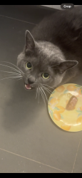 Found/Stray Unknown Cat last seen Bonner road and Sheridan creek, Mississauga, ON L5J 2C7