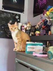 Reunited Male Cat last seen Grainger st, Palm Bay, FL 32909
