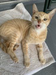 Lost Female Cat last seen Near suncrest loop, Casselberry, FL 32707