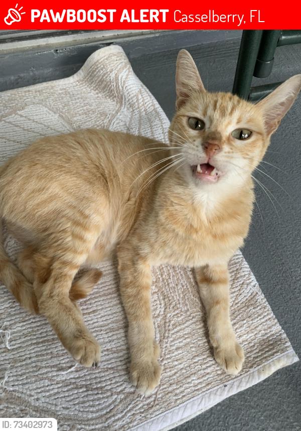 Lost Female Cat last seen Near suncrest loop, Casselberry, FL 32707